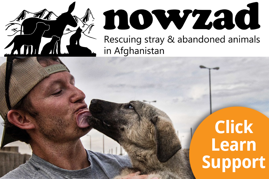 Nowzad Dog